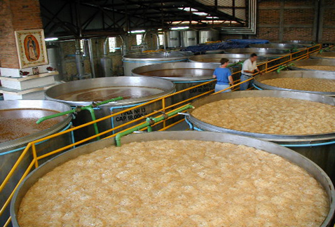 Ферментация текилы